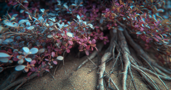 Barberry plant grown at home for a natural berberine recipe
